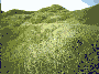 multiscatter:520-msc-animated-texture.gif